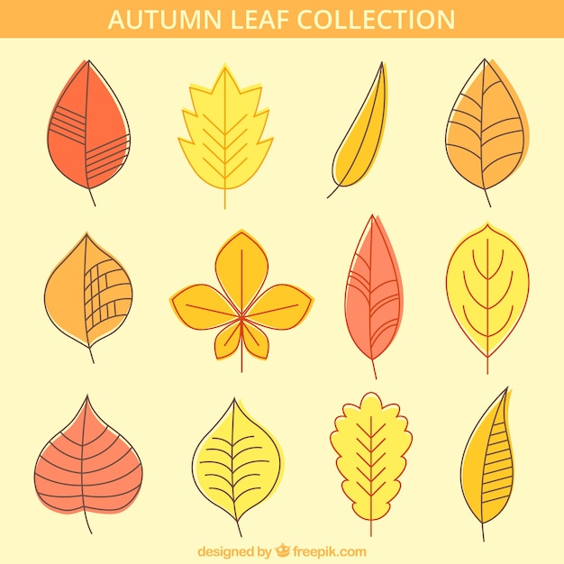 Free Vector variety of autumnal leaves