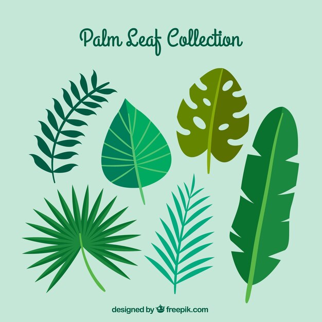 Variety of flat palm leaves