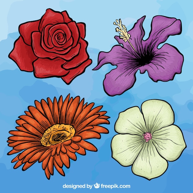 Variety of hand drawn flowers