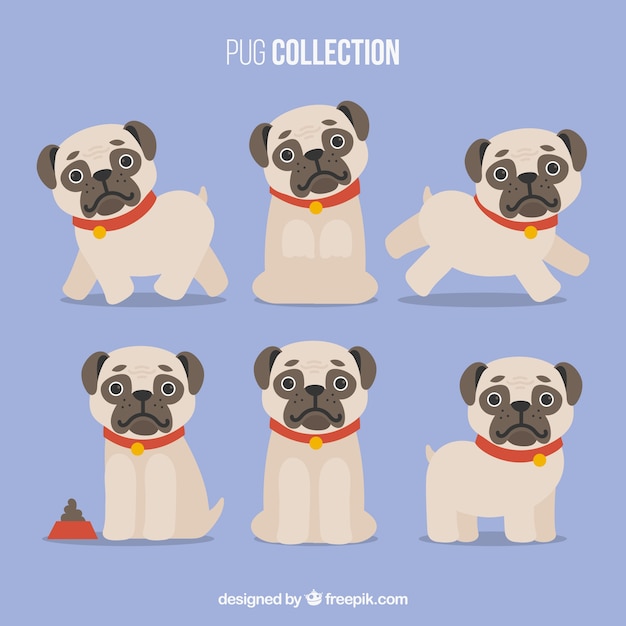 Free Vector variety of pugs with flat design