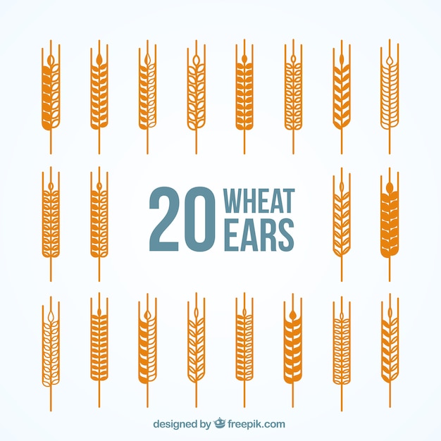 Free Vector variety of wheat ears