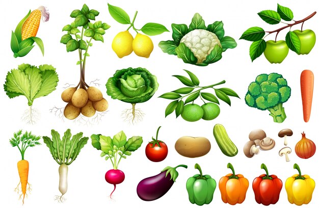 Various kind of vegetables illustration