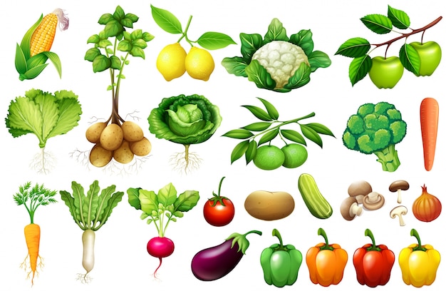 Various kind of vegetables illustration