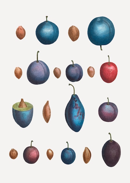 Free Vector various plum types