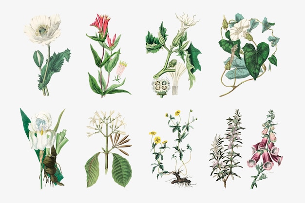 Vector botanical plant set illustrations