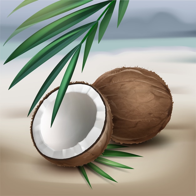 Free Vector vector brown whole and half coconut with green palm leaves isolated on blur seaside background