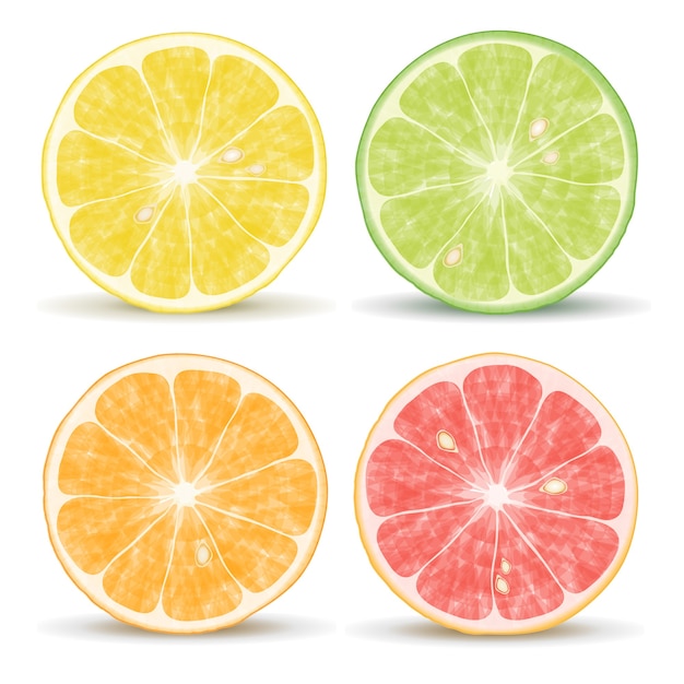 Vector citrus fruits: orange, lime, grapefruit and lemon