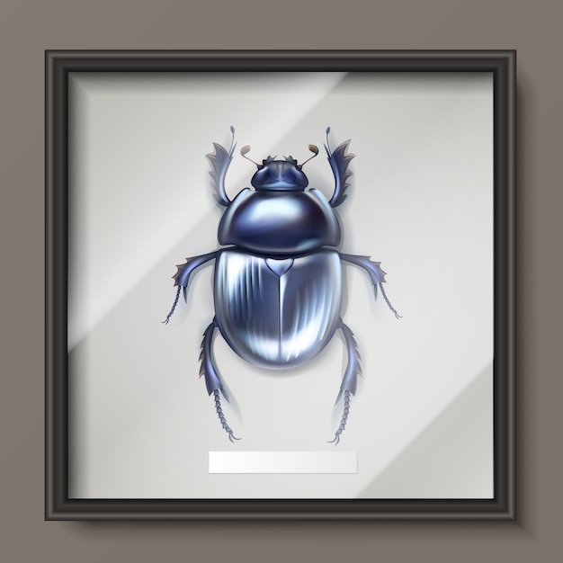 Free vector vector framed dark blue shiny dung beetle hanging on wall