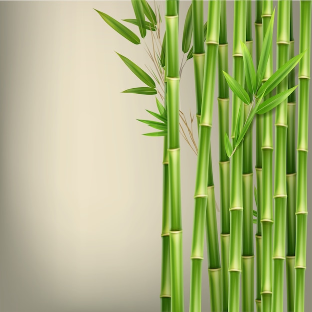 Vector green bamboo stems and leaves isolated on beige background with copy space