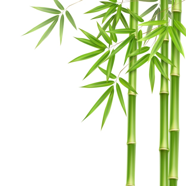 Free Vector vector green bamboo stems and leaves isolated on white background with copy space