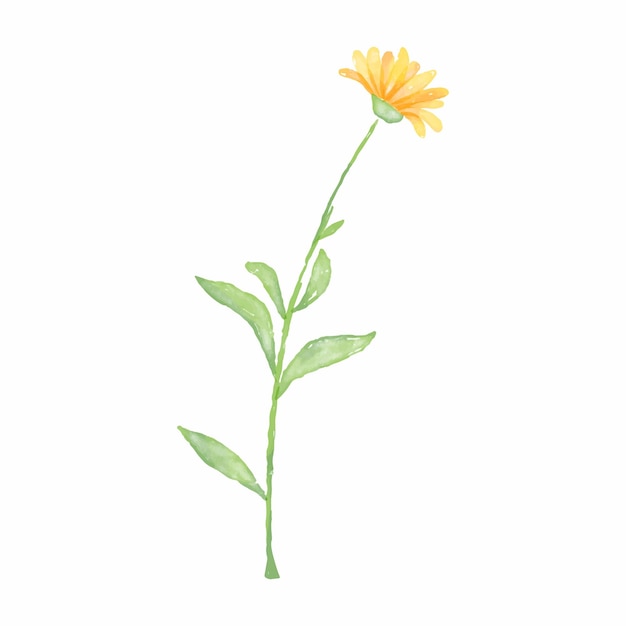 Free Vector vector illustration daisies watercolor