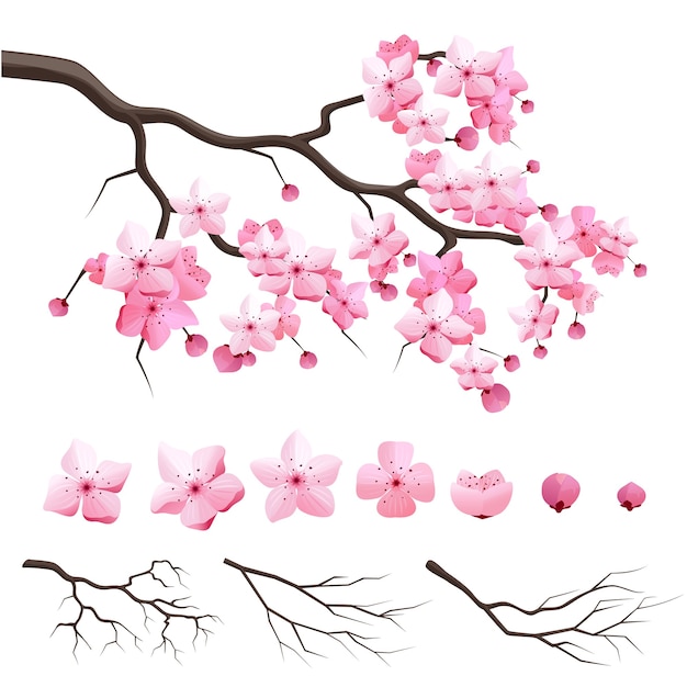 Vector japan sakura cherry branch with blooming flowers. Design constructor with blooming cherry branch