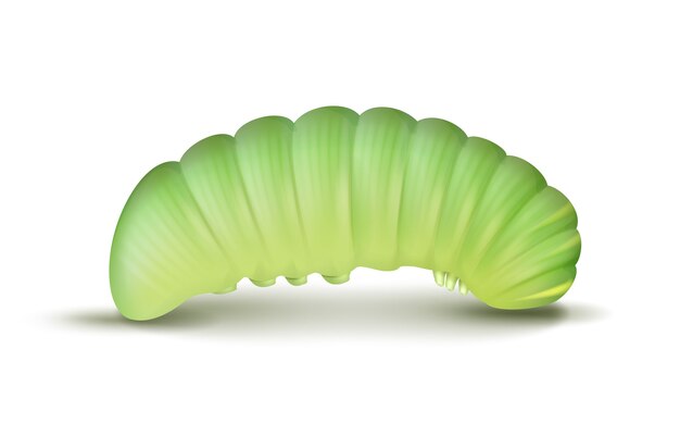 Vector light green crawling caterpillar close up side view isolated on white background