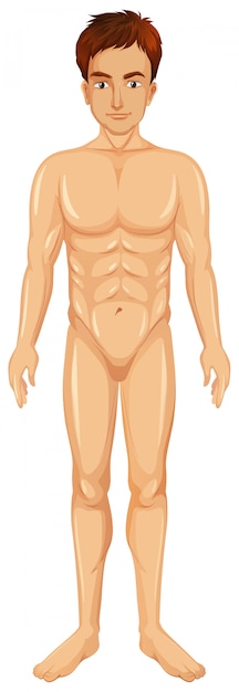 A Vector of Man Body