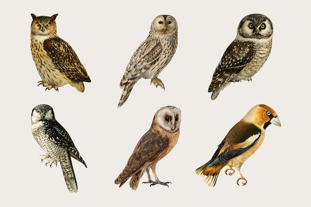 Free Vector vector mixed birds and owls hand drawn set