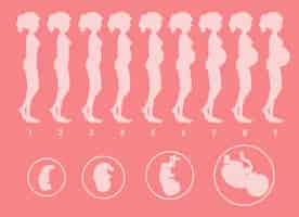 Free vector a vector of pregnant progression