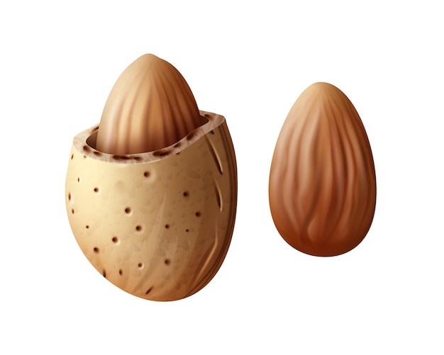 Free Vector vector realistic two almond nuts with shell close up side view isolated on white background