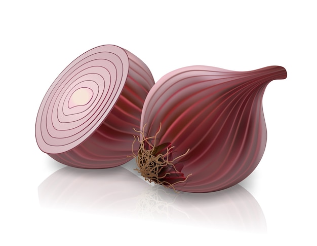 vector red onion isolated on white background