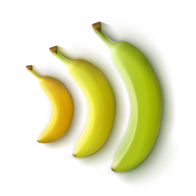 Free Vector vector set of green yellow bananas isolated on white background