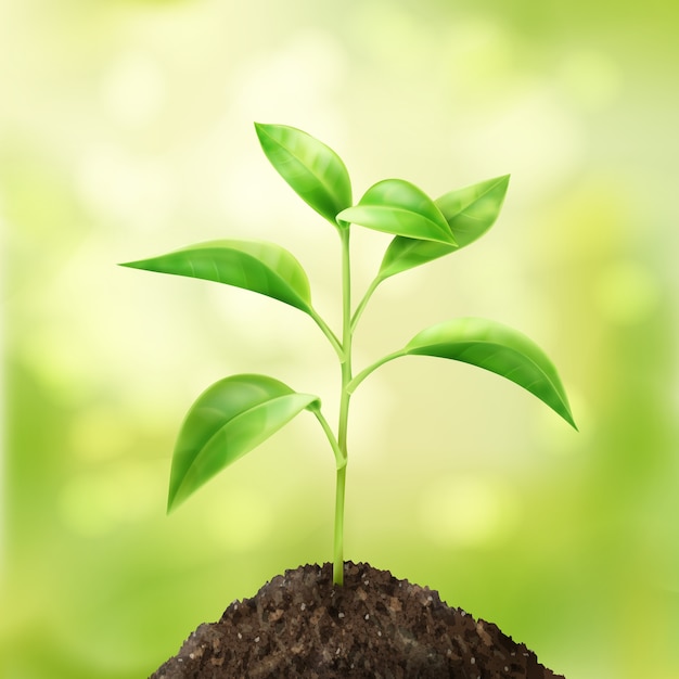 Free vector vector small green sprout in soil with bokeh background