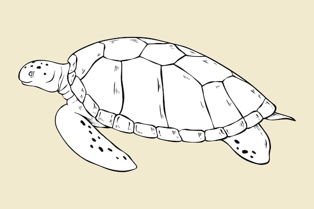 Free Vector vector turtle vintage black and white clipart