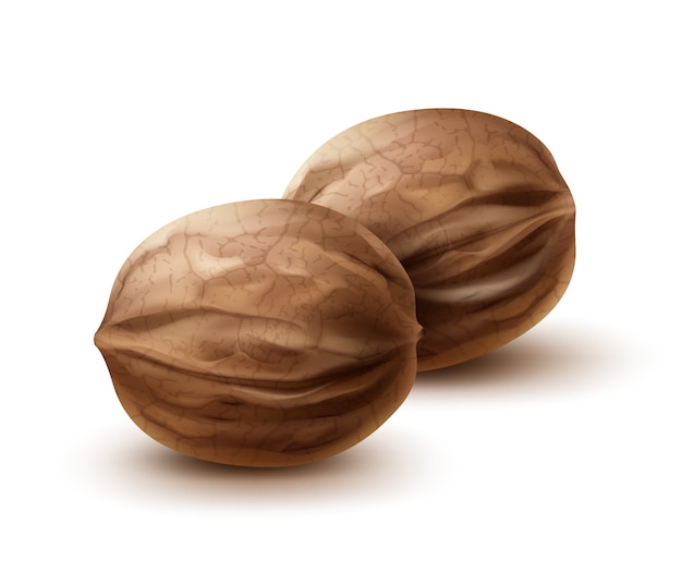 Free Vector vector two whole walnuts close up side view isolated on white background