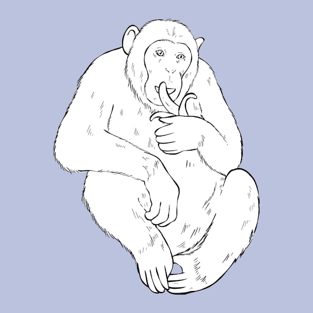 Free vector vector vintage monkey black and white clipart