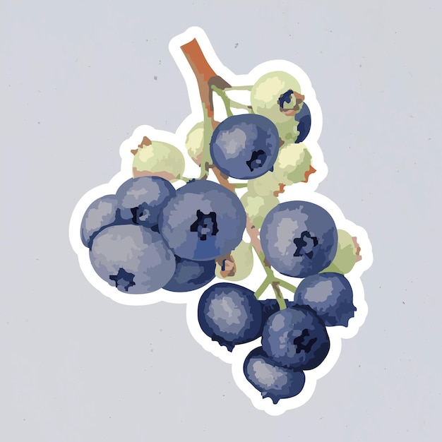 Free Vector vectorized blueberries sticker overlay with white border design resource