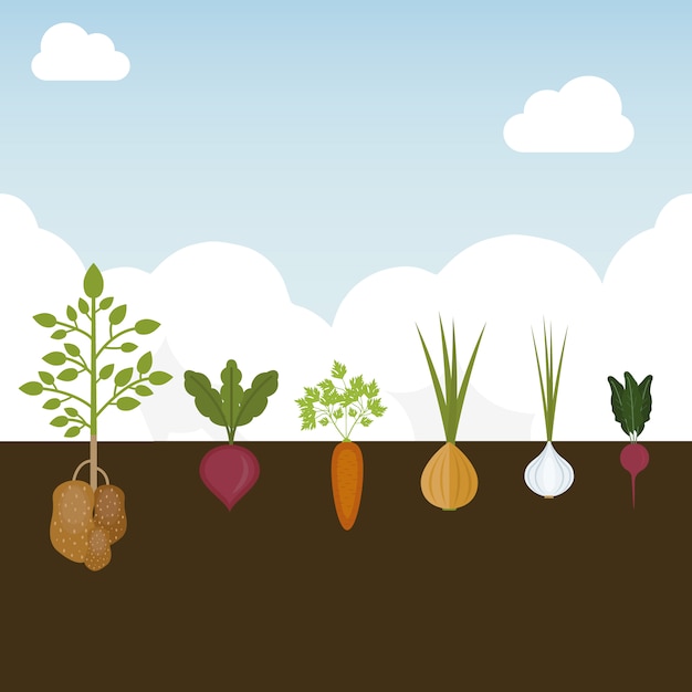 Vegetable growing background