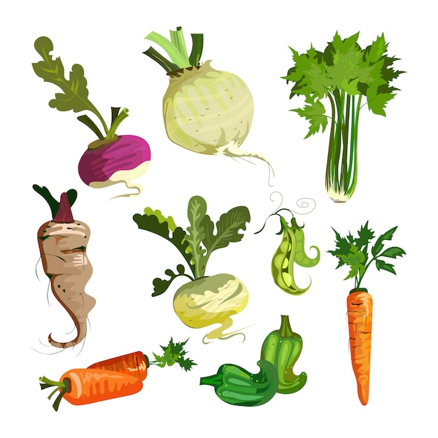 Free Vector vegetables from garden set