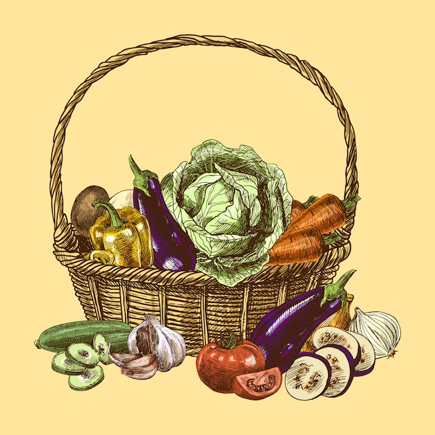 Free Vector vegetables sketch color