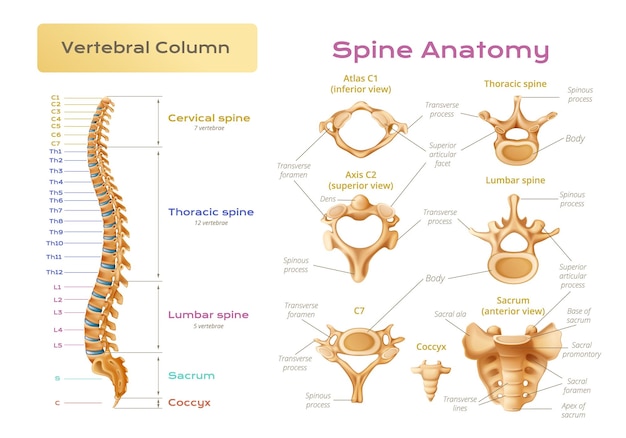 Vertebrae spinal cord anatomy infographics with scientific image of vertebral column with pieces of spine explained vector illustration