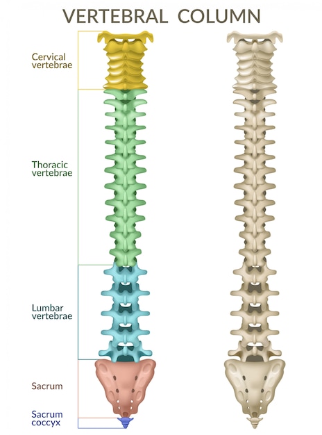 Free Vector vertebral column.