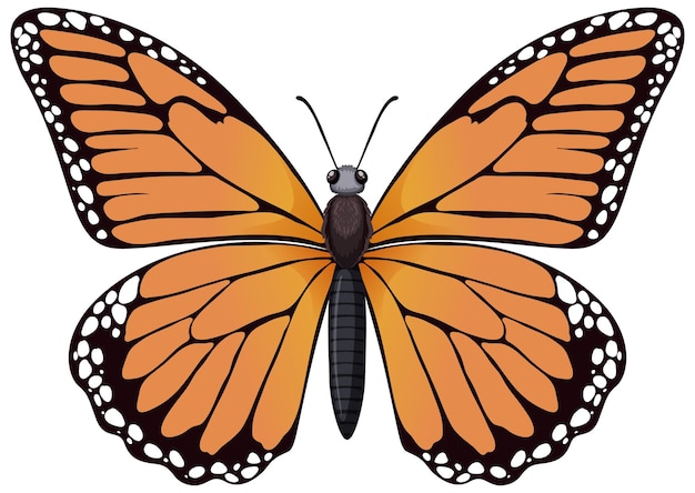 Free Vector vibrant monarch butterfly illustration