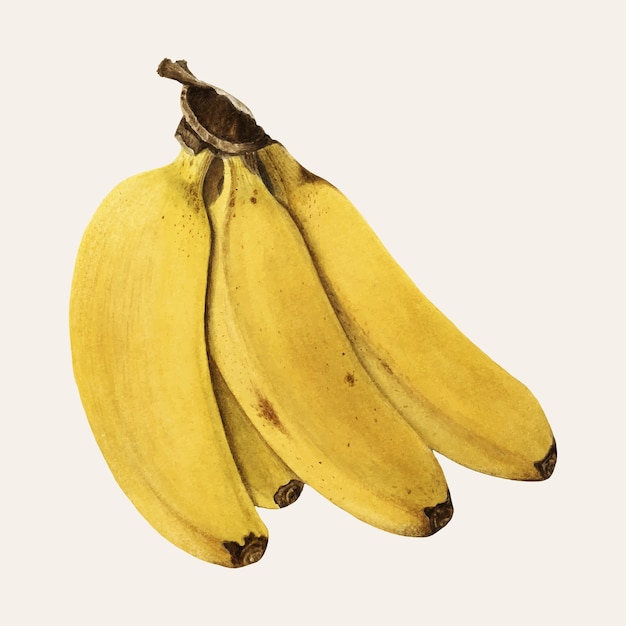 Free Vector vintage bananas illustration vector