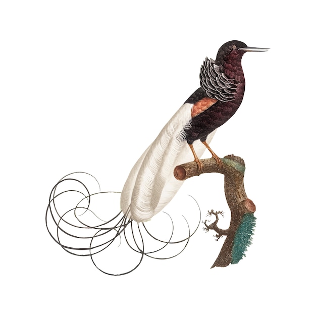 Free vector vintage bird illustration