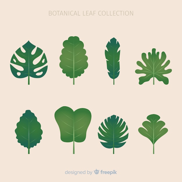 Free vector vintage botanical leaf collection