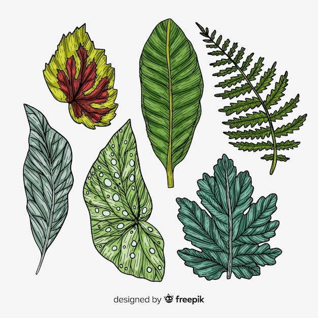 Free Vector vintage botanical leaf collection