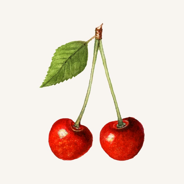 Free vector vintage cherries illustration.