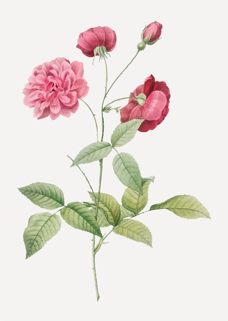 Free Vector vintage china rose poster