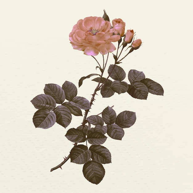 Free vector vintage damask rose flower  illustration, remixed from public domain artworks