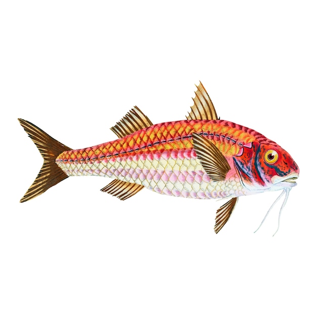 Free Vector vintage fish illustration