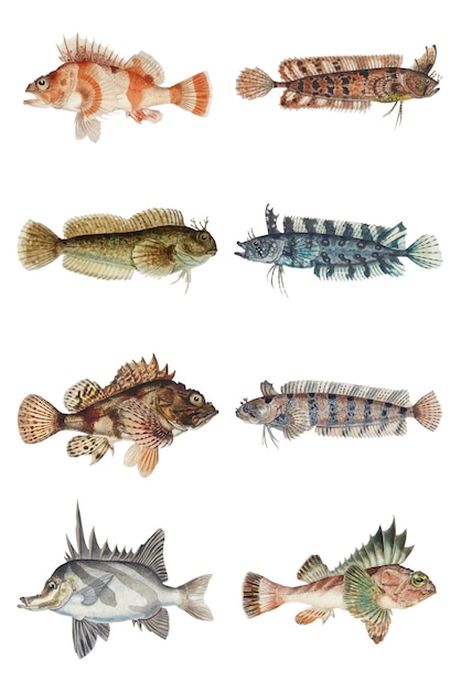 Free Vector vintage fish vector sea animal drawing collection