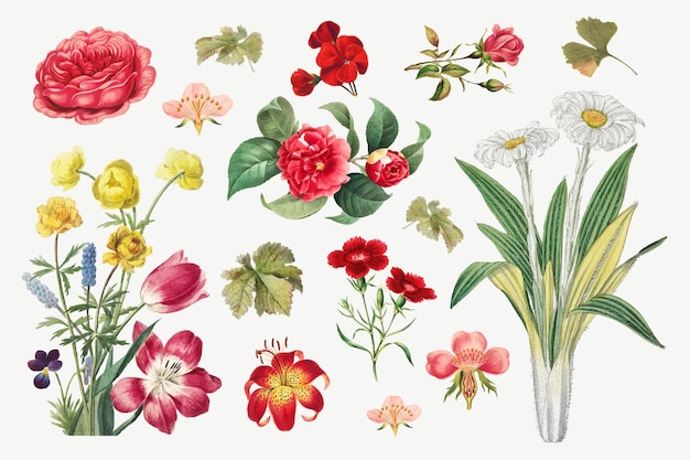 Vintage flower botanical illustration vector set