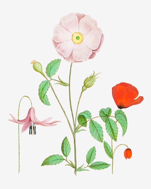 Free Vector vintage flower illustration