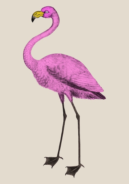 Free Vector vintage full length pink flamingo illustration vector