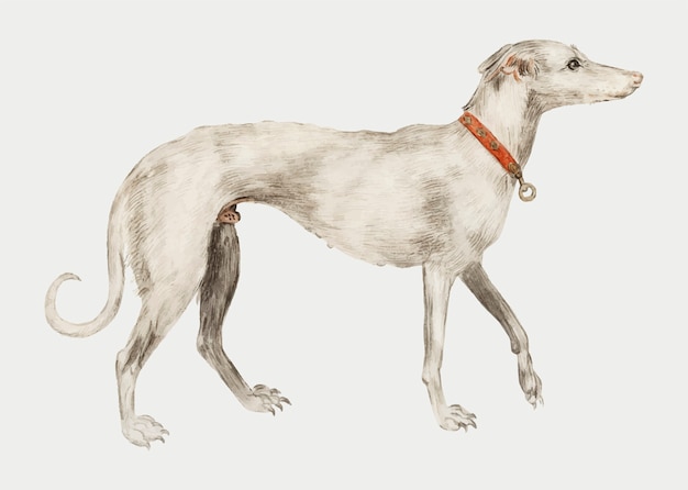 Free vector vintage greyhound illustration in vector