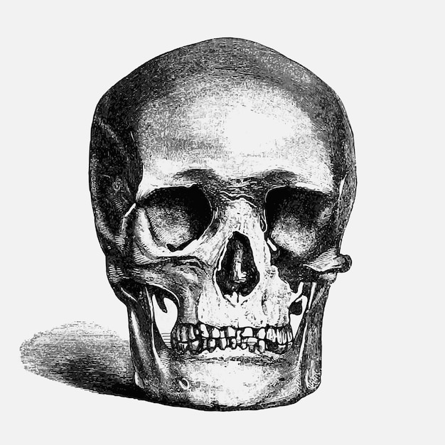 Free vector vintage human skull illustration