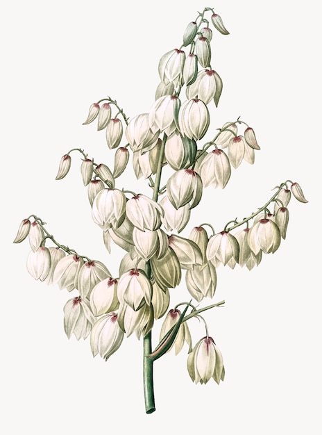 Free Vector vintage illustration of aloe yucca