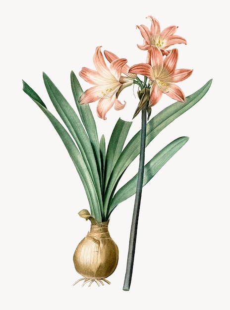 Free Vector vintage illustration of amaryllis belladonna